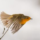 Rotkehlchen im Vorbeiflug