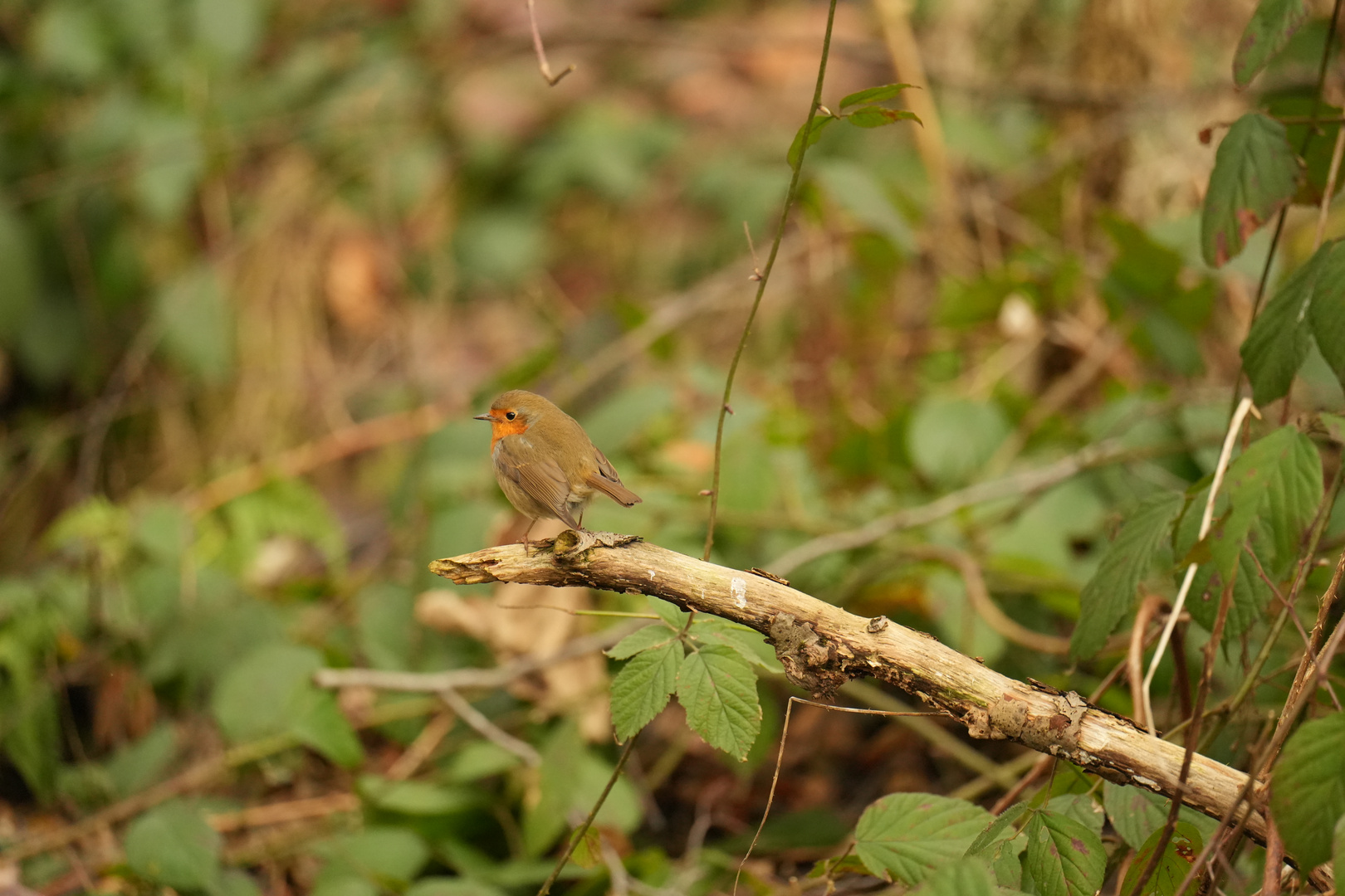 Rotkehlchen im Wald