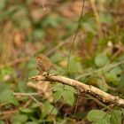 Rotkehlchen im Wald