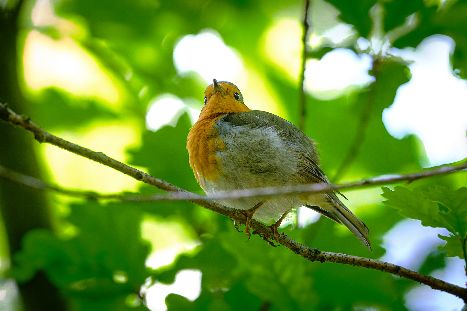 Rotkehlchen im Wald