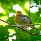 Rotkehlchen im Wald