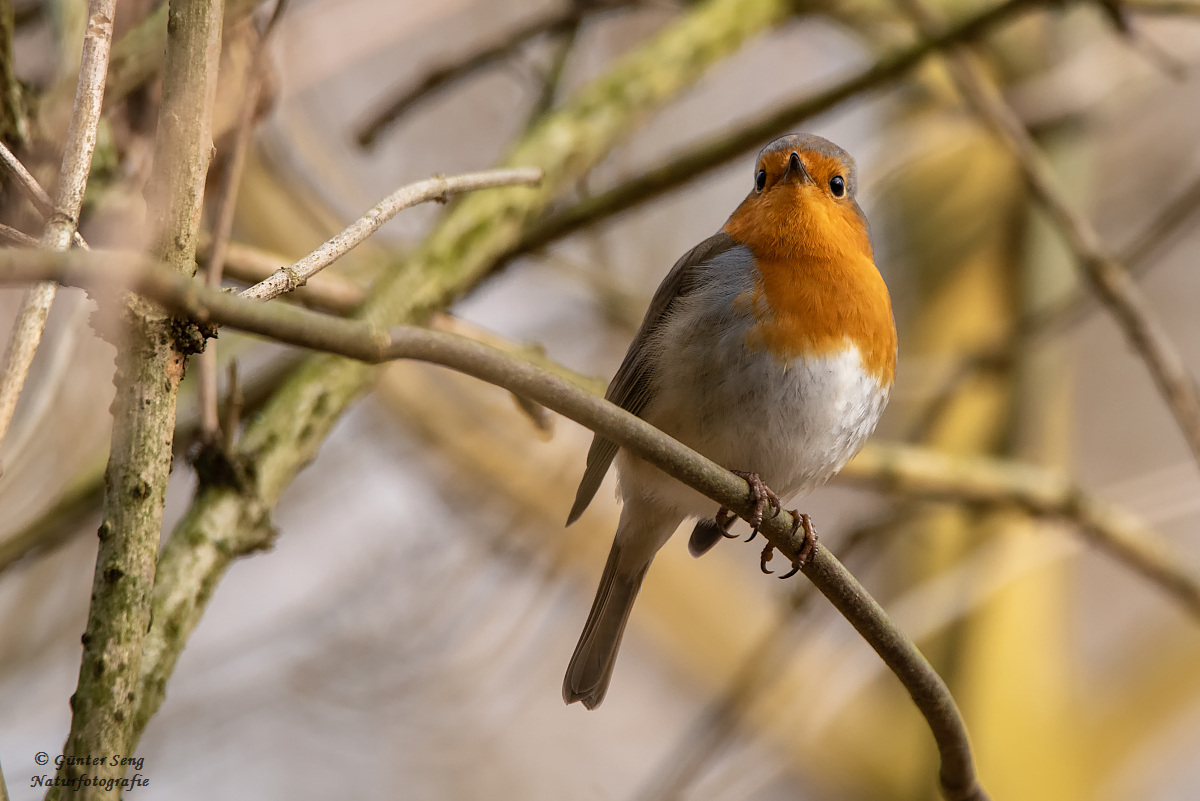 Rotkehlchen im Wald