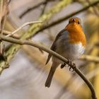 Rotkehlchen im Wald