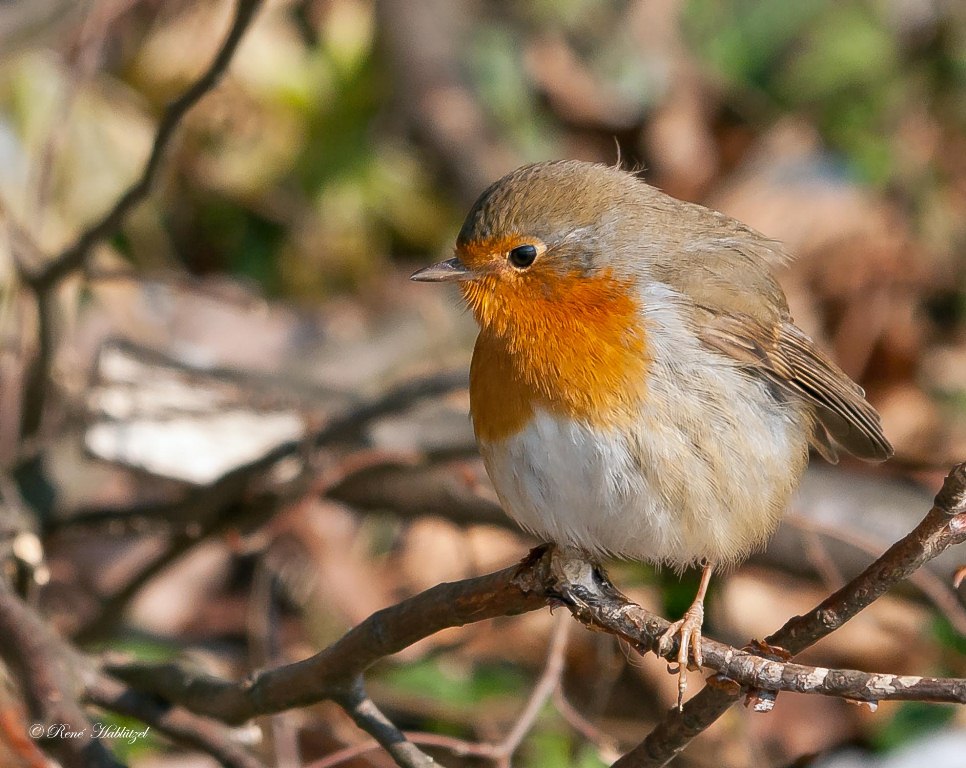 Rotkehlchen im Wald