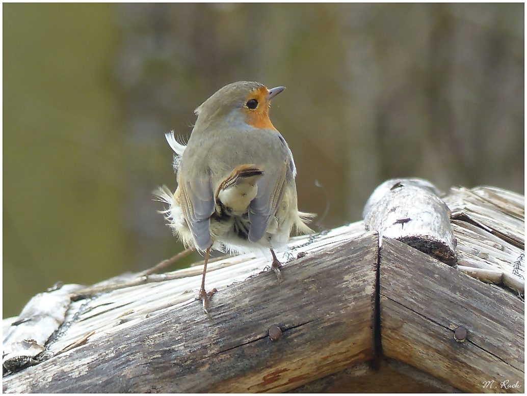 Rotkehlchen im Wind ,