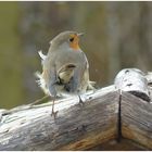 Rotkehlchen im Wind ,