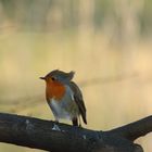 Rotkehlchen im Wind