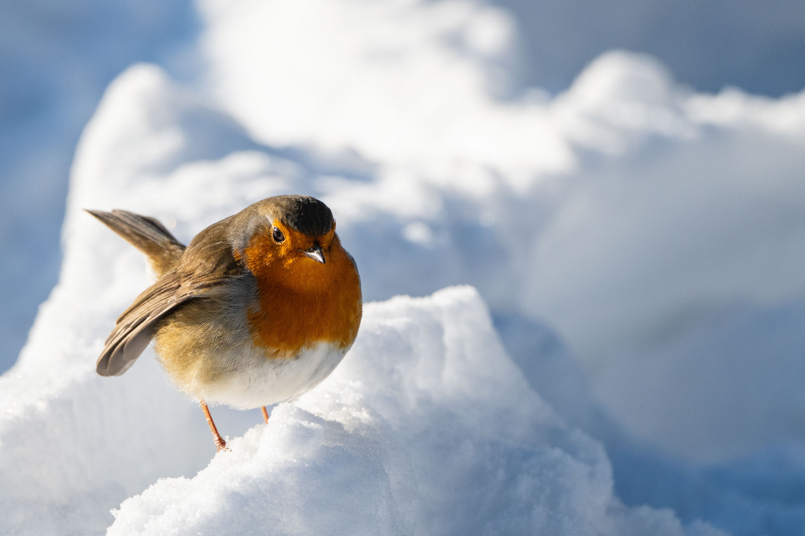 Rotkehlchen im Winter 1