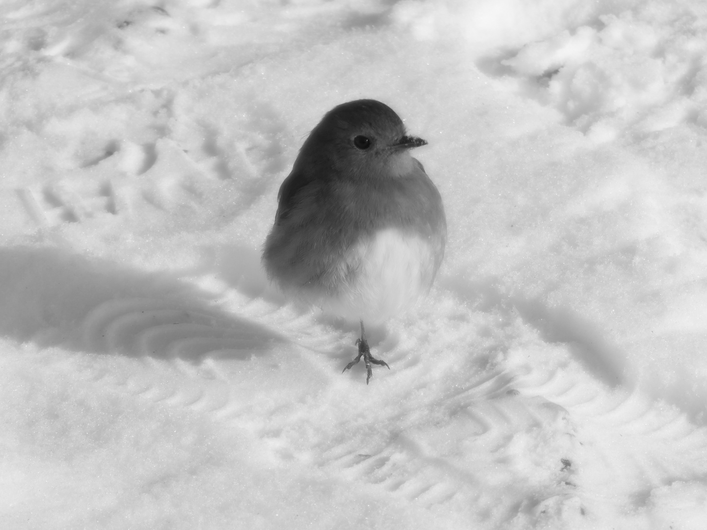 Rotkehlchen im Winter 