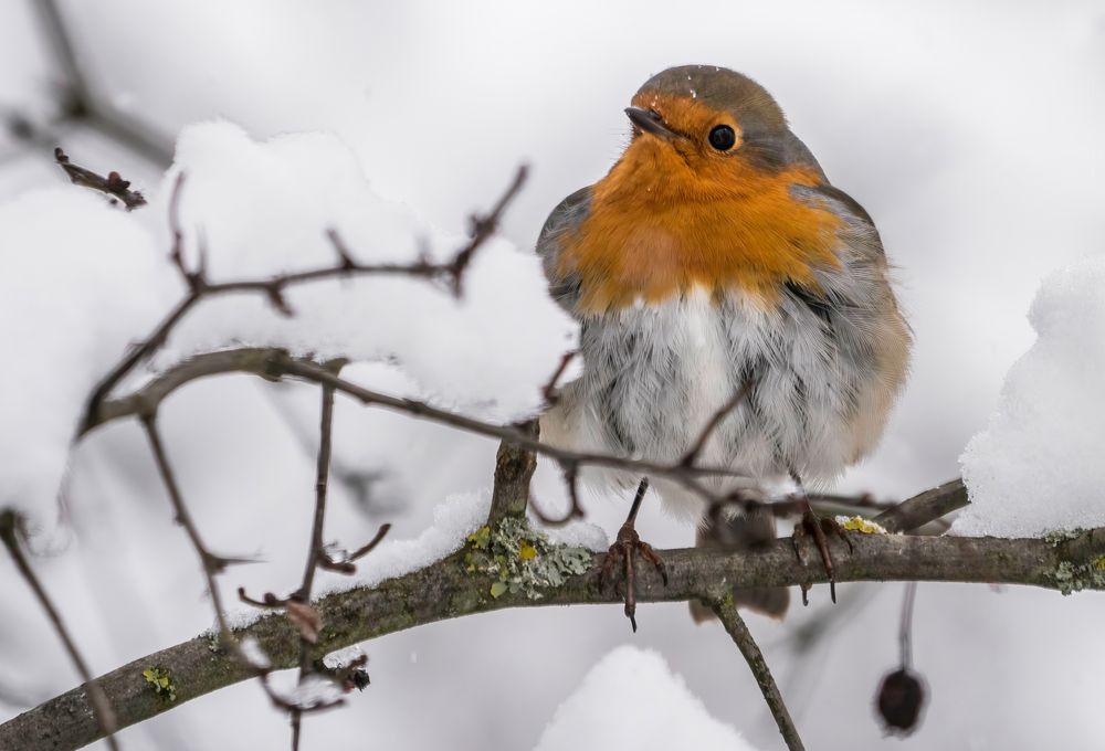 "ROTKEHLCHEN" im Winter