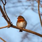 Rotkehlchen im Winter 2