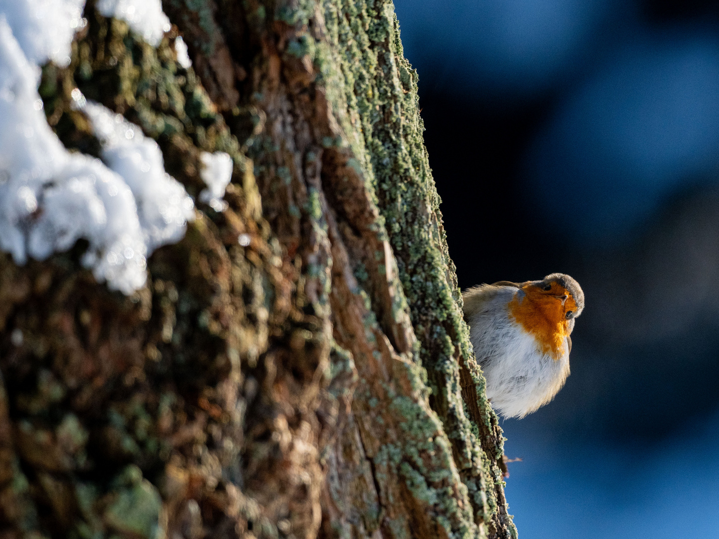 Rotkehlchen im Winter 2