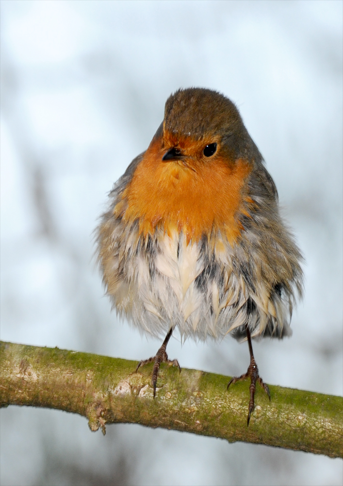 Rotkehlchen im Winter 2009