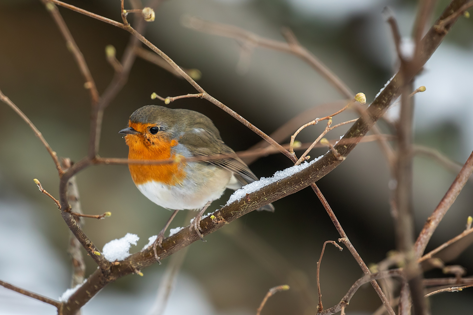 Rotkehlchen im Winter