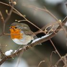 Rotkehlchen im Winter