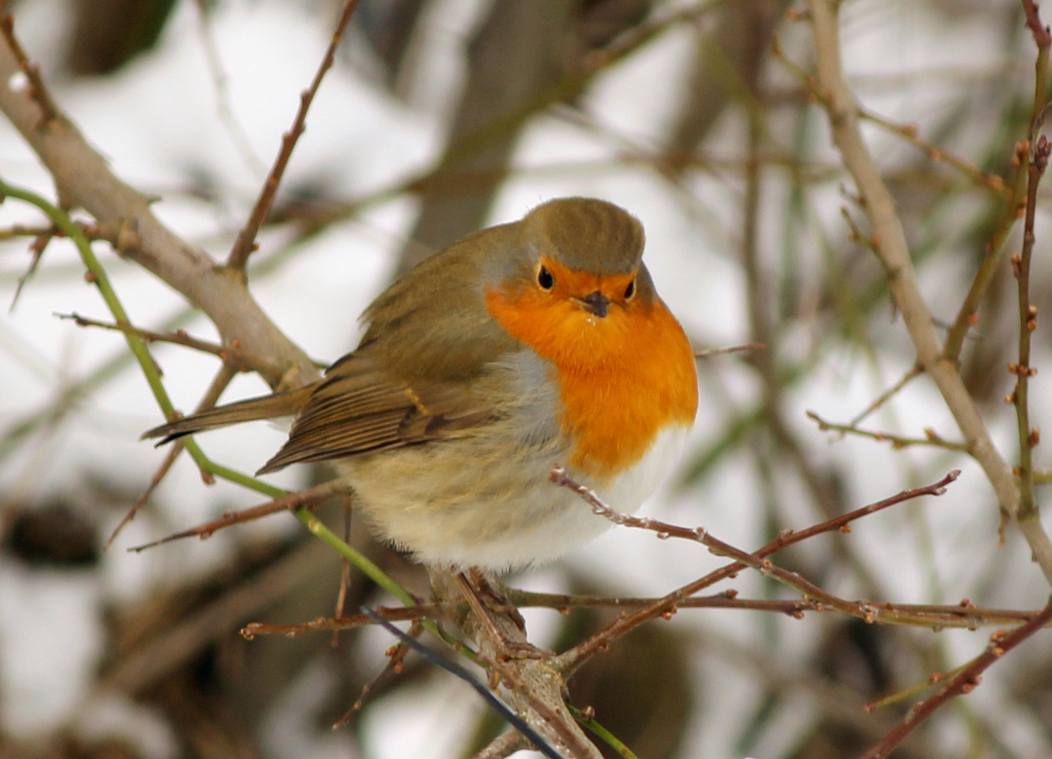 Rotkehlchen im Winter