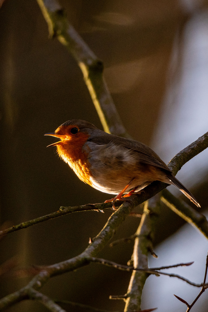 Rotkehlchen im Winter 3