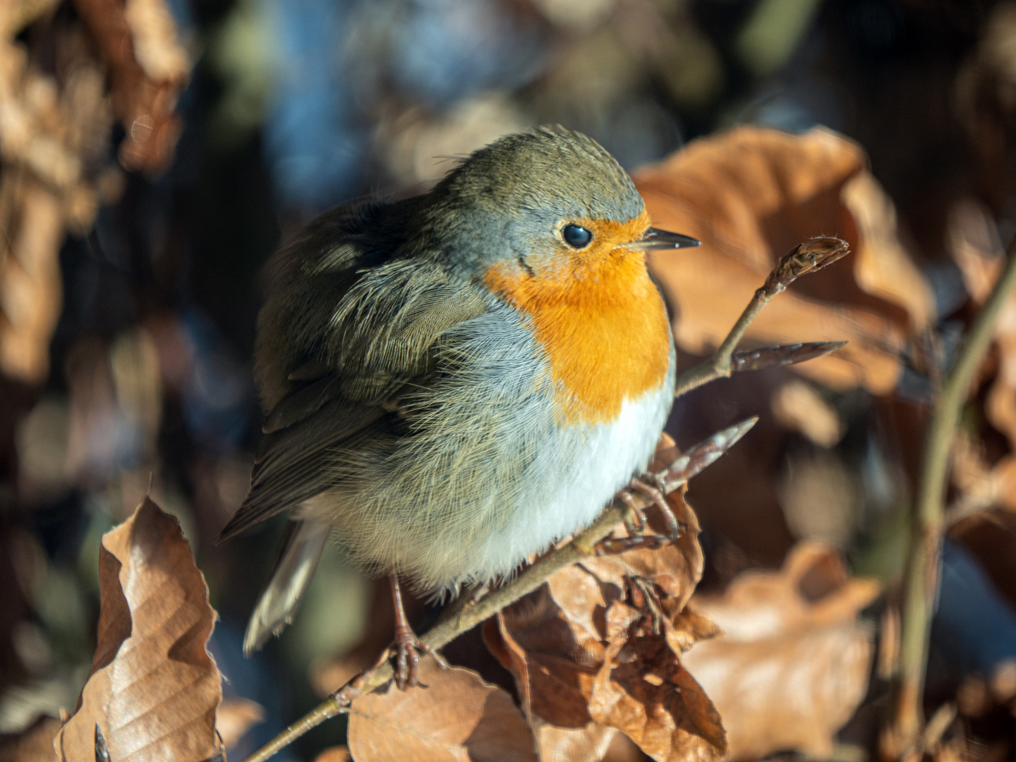 Rotkehlchen im Winter