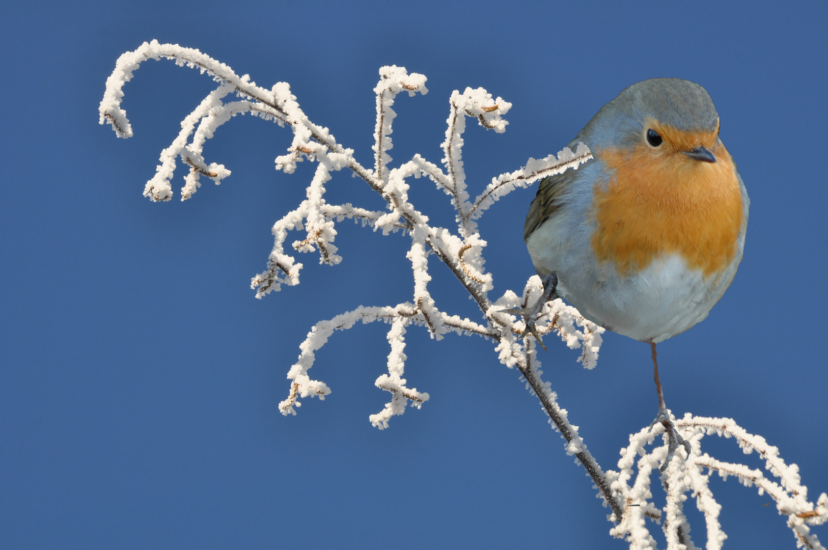 Rotkehlchen im Winter