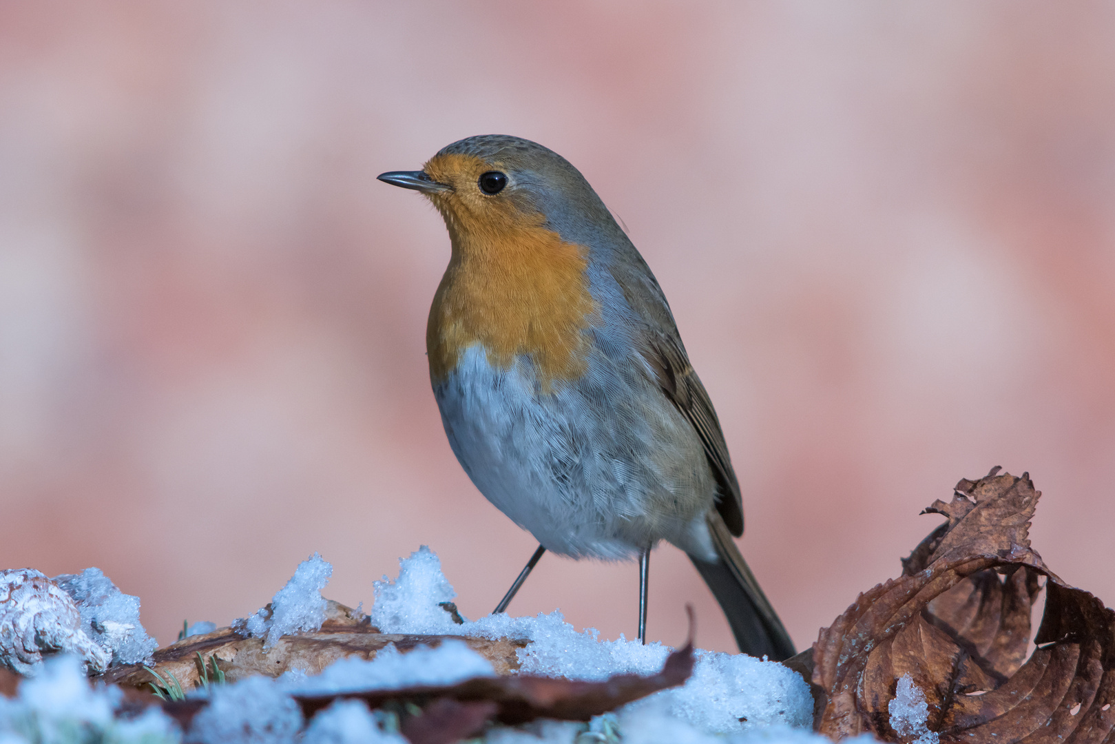 Rotkehlchen im Winter