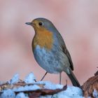 Rotkehlchen im Winter