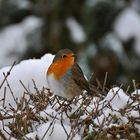 Rotkehlchen im Winter