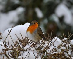 Rotkehlchen im Winter