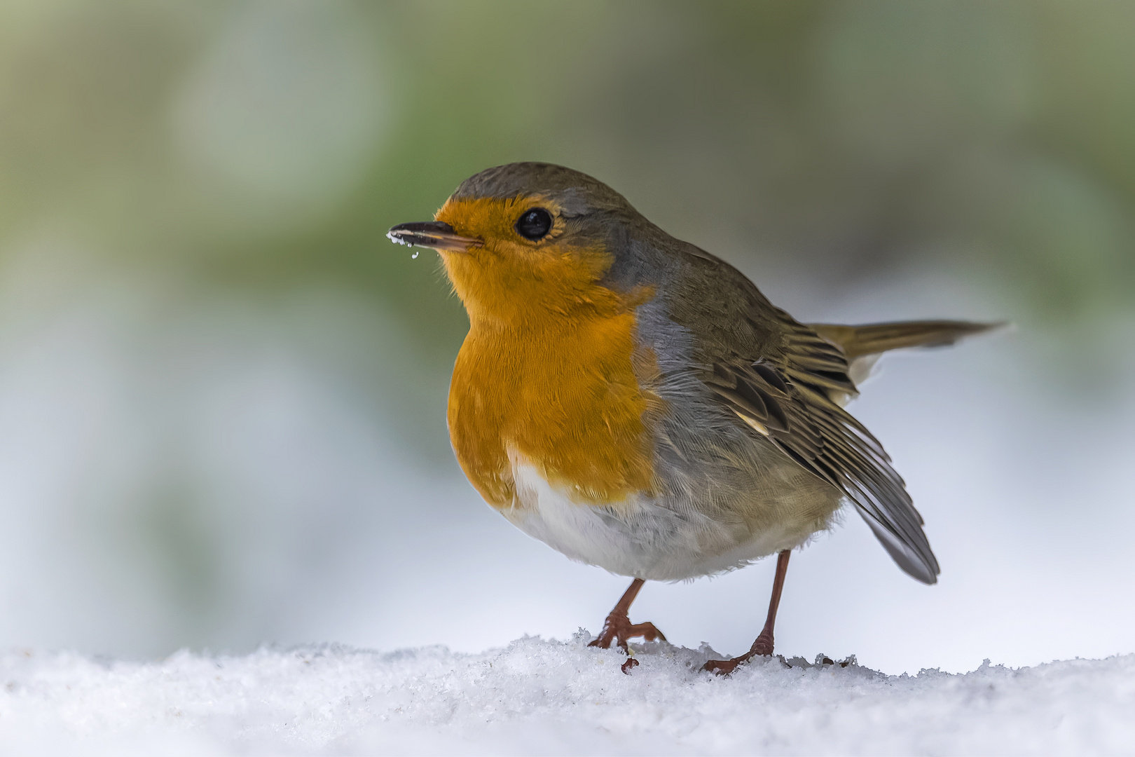 Rotkehlchen im Winter 