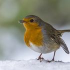 Rotkehlchen im Winter 