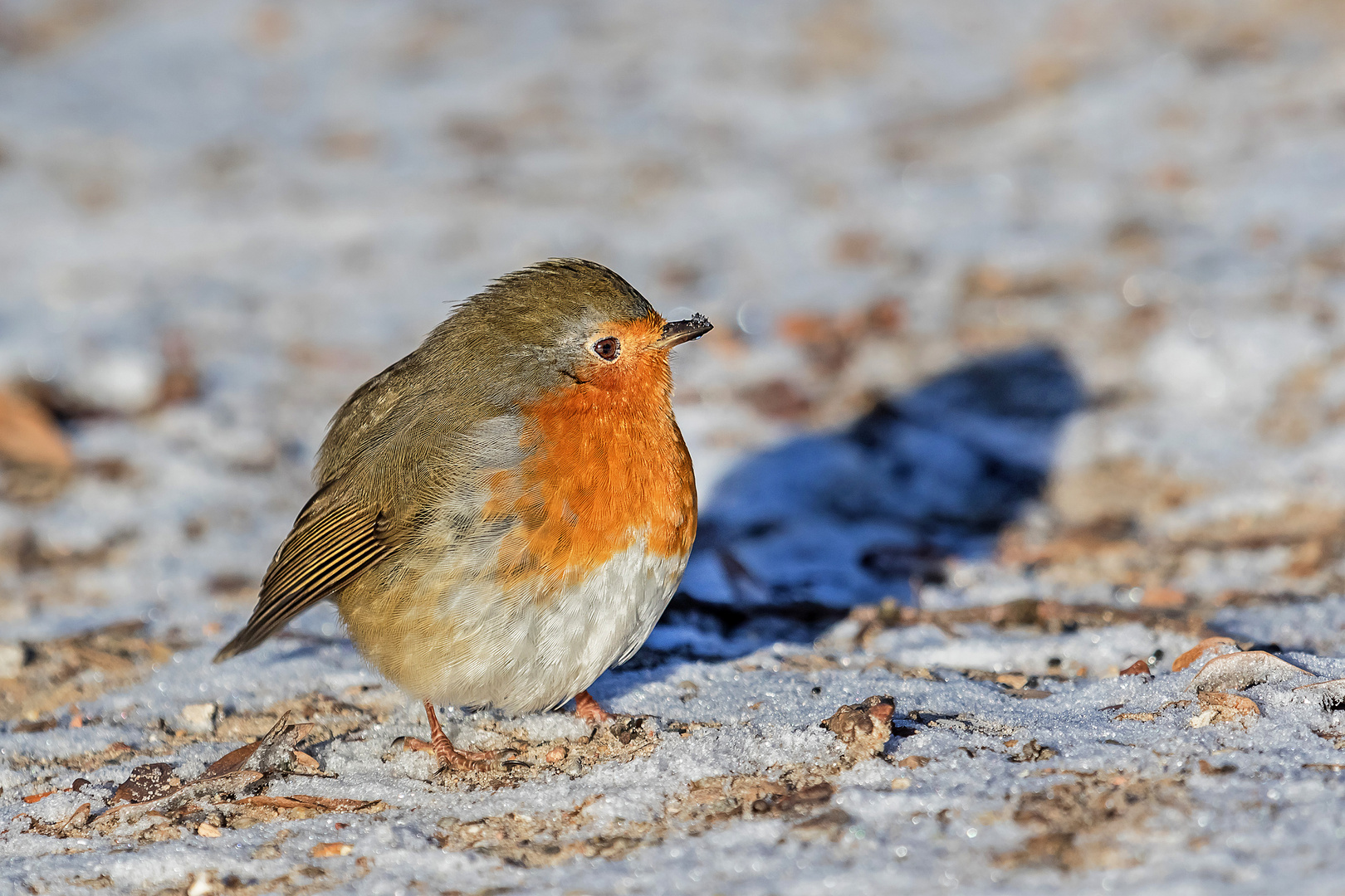 Rotkehlchen im Winter