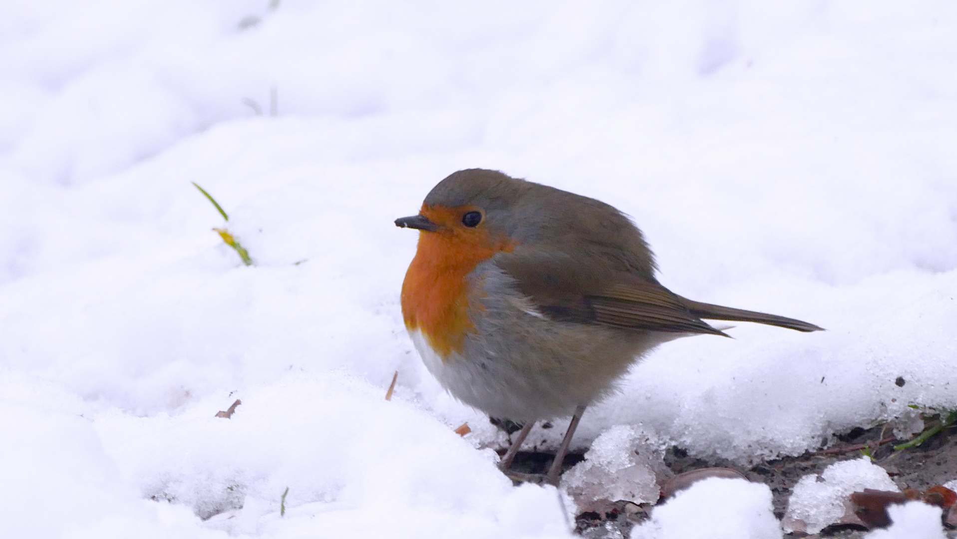 Rotkehlchen im Winter