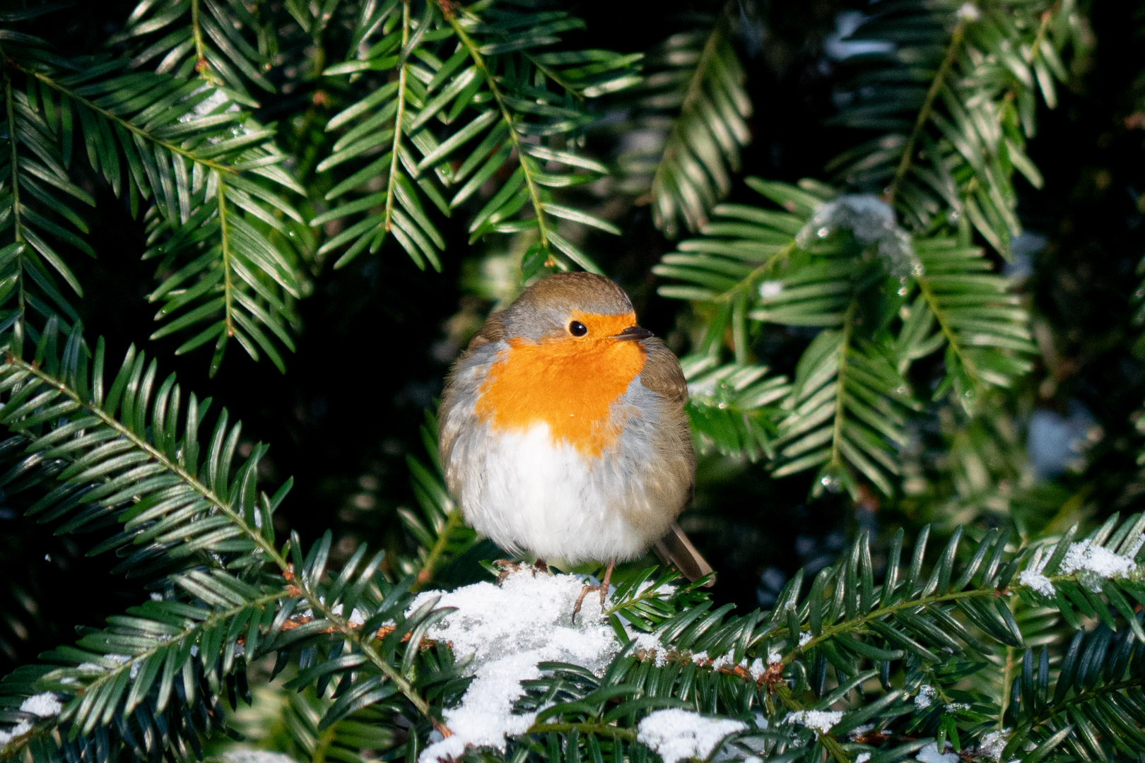 Rotkehlchen im Winter