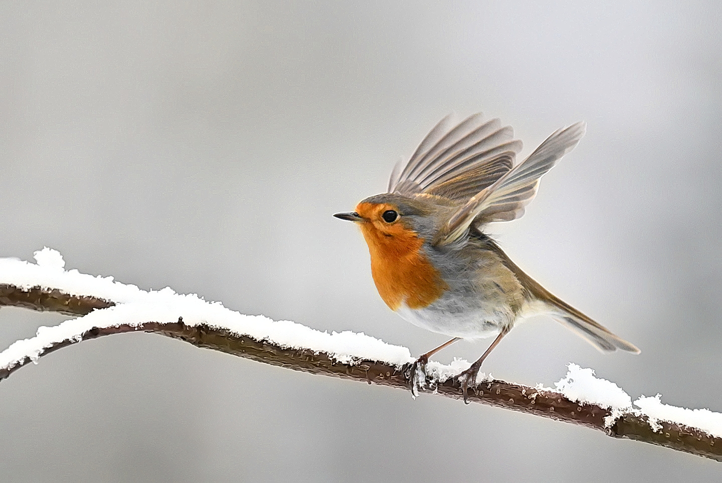 Rotkehlchen im Winter