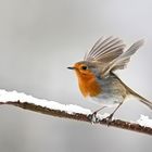 Rotkehlchen im Winter