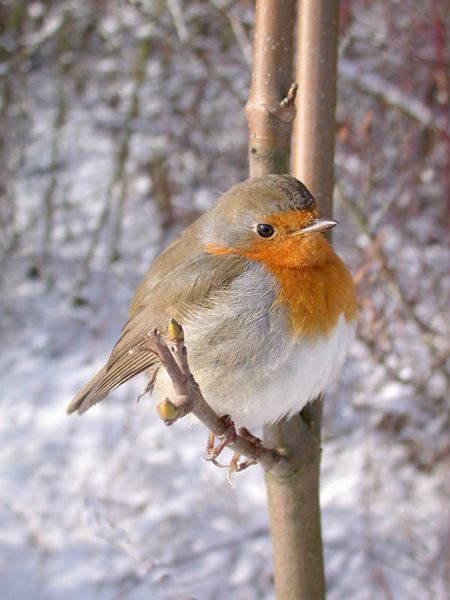 Rotkehlchen im Winter