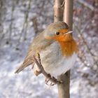 Rotkehlchen im Winter