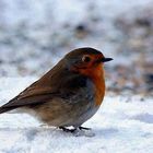 Rotkehlchen im Winter