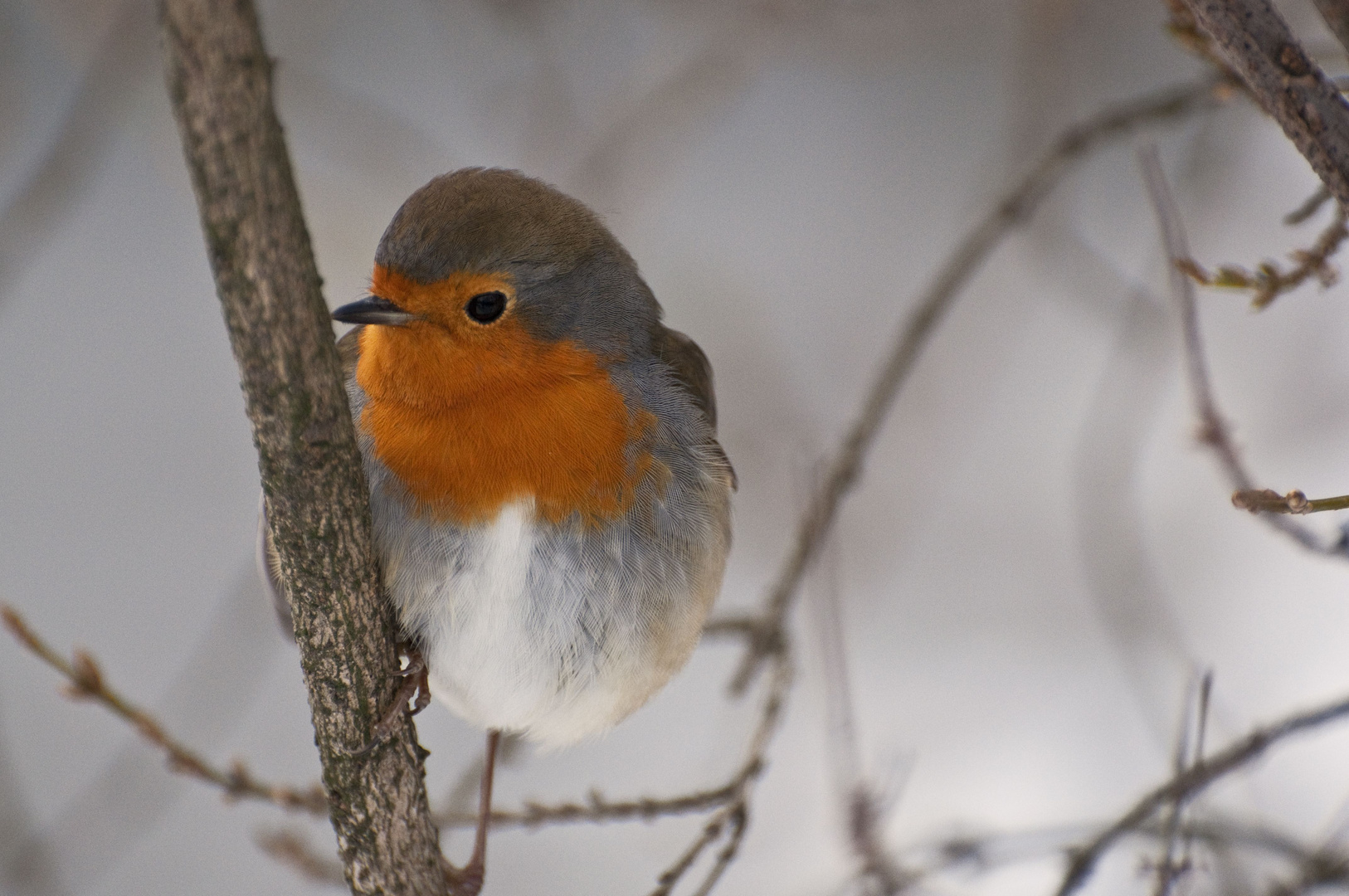 Rotkehlchen im Winter