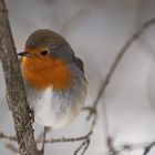 Rotkehlchen im Winter