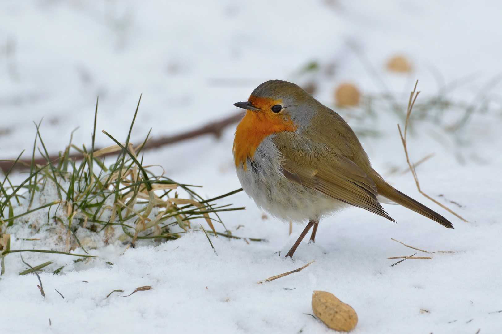 Rotkehlchen im Winter