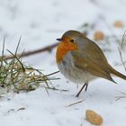 Rotkehlchen im Winter