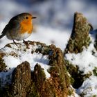 Rotkehlchen im Winter