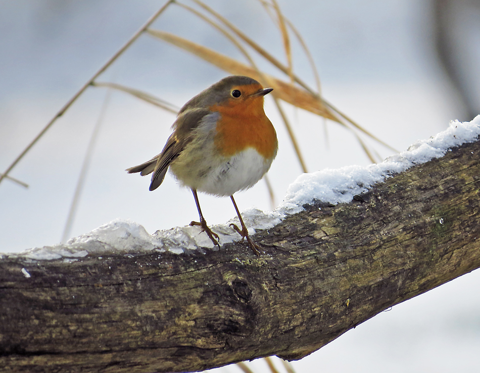 ROTKEHLCHEN IM WINTER