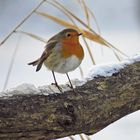 ROTKEHLCHEN IM WINTER