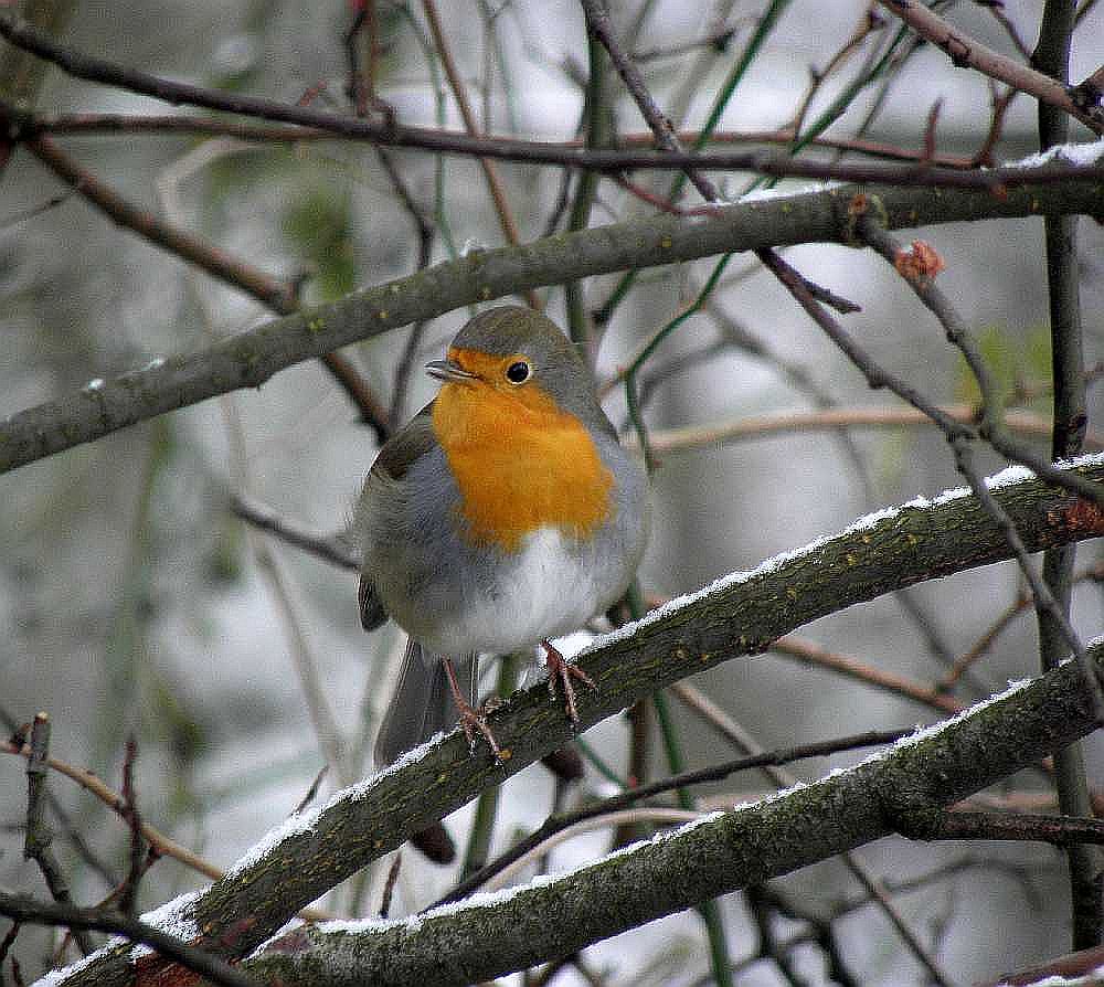 Rotkehlchen im Winter