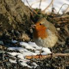 Rotkehlchen im Winter