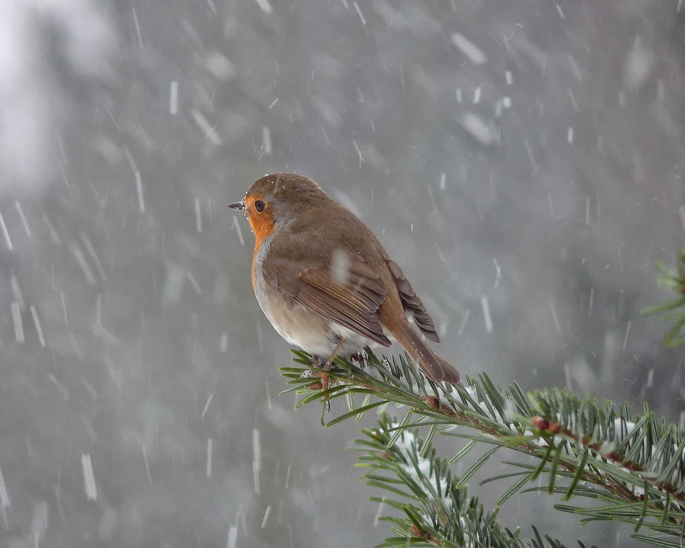 Rotkehlchen im Winterkleid