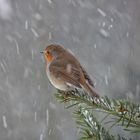 Rotkehlchen im Winterkleid