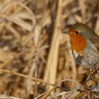 Rotkehlchen im winterlichen Schilf