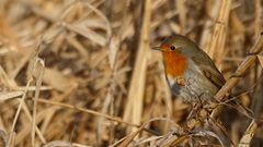 Rotkehlchen im winterlichen Schilf